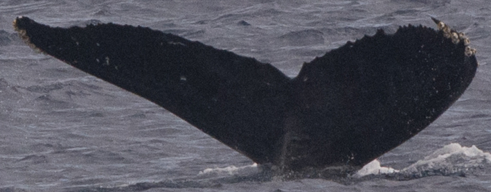 Fluke of HW-MN0444316