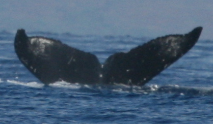Fluke of HW-MN0444318