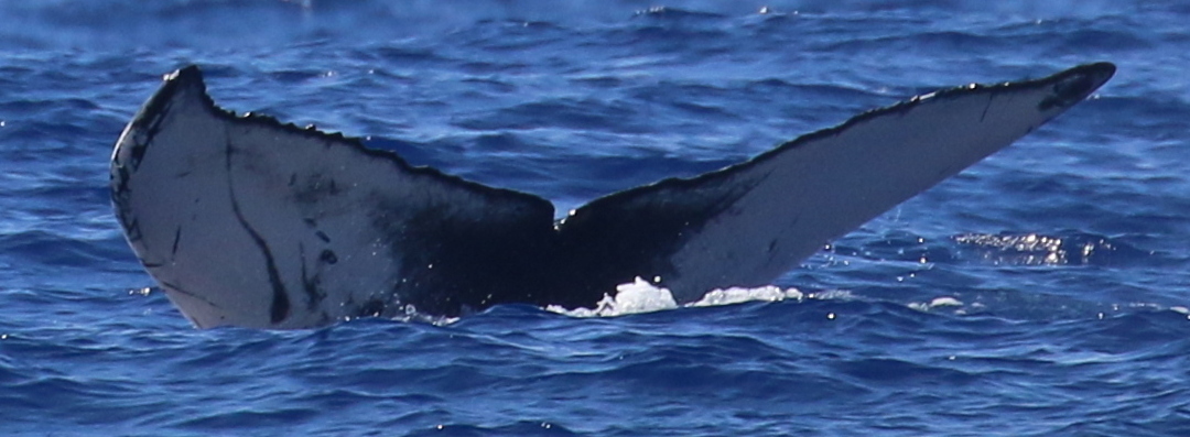 Fluke of HW-MN0444327