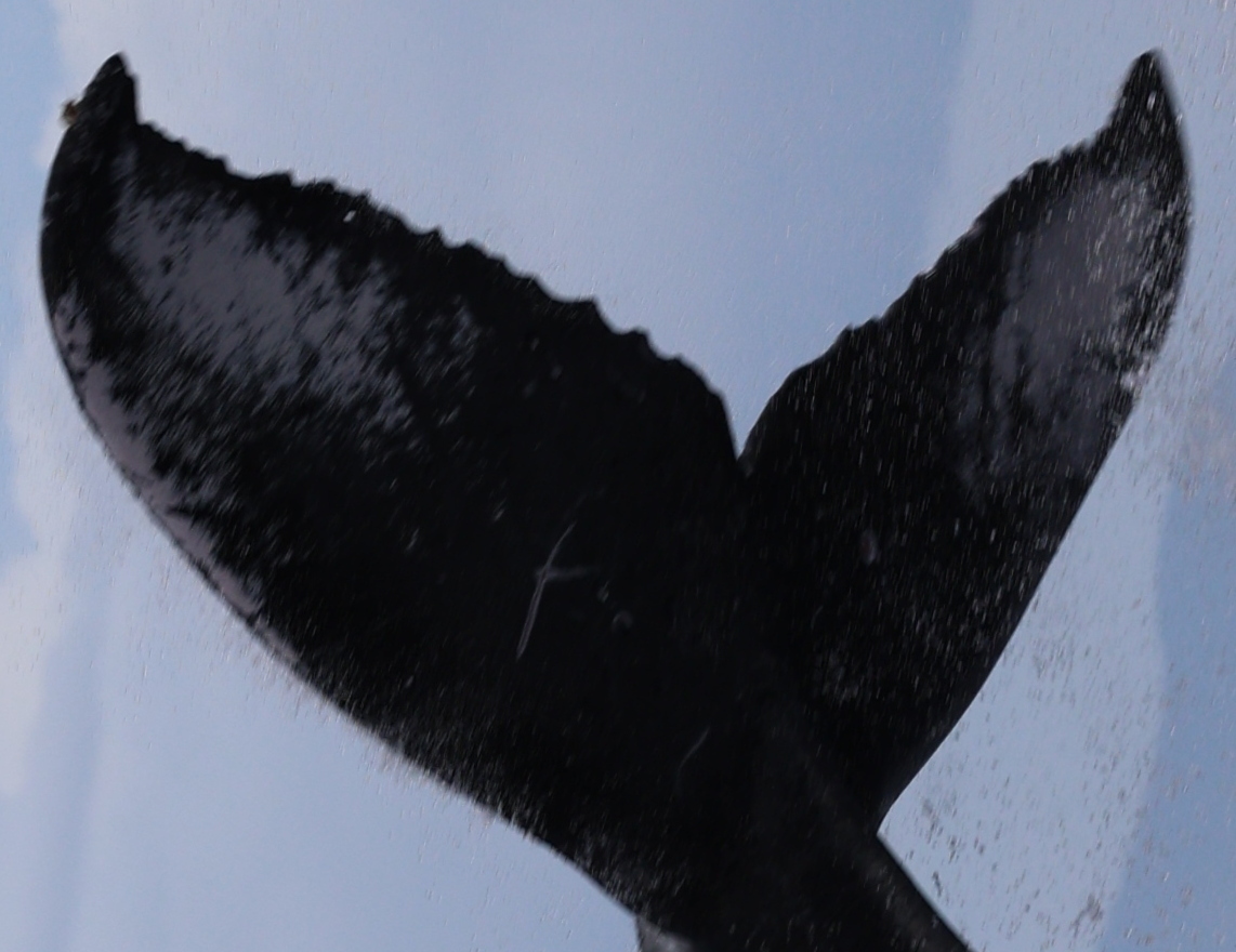 Fluke of HW-MN0444328