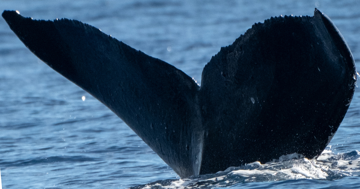Fluke of HW-MN0444331
