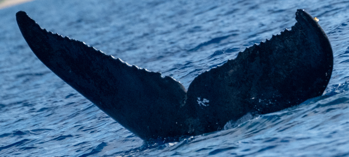 Fluke of HW-MN0444336
