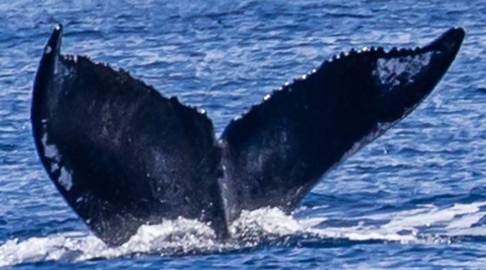 Fluke of HW-MN0444340