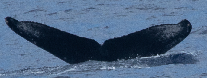Fluke of HW-MN0444351