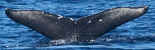 Fluke of CRC-21184