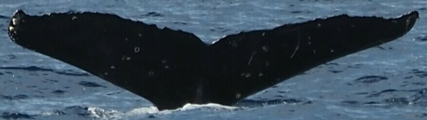 Fluke of HW-MN0444362