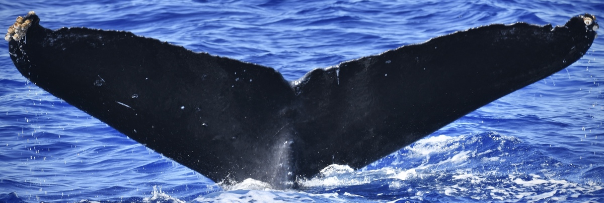 Fluke of Camelus (BC)