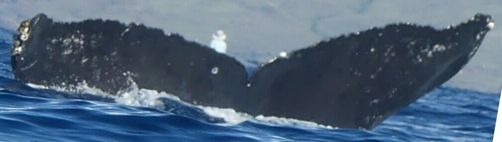Fluke of HW-MN0444366