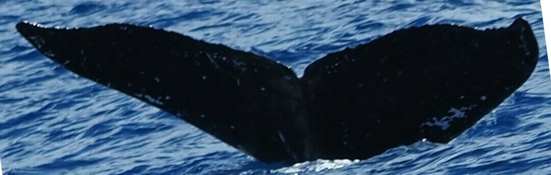 Fluke of HW-MN0444367