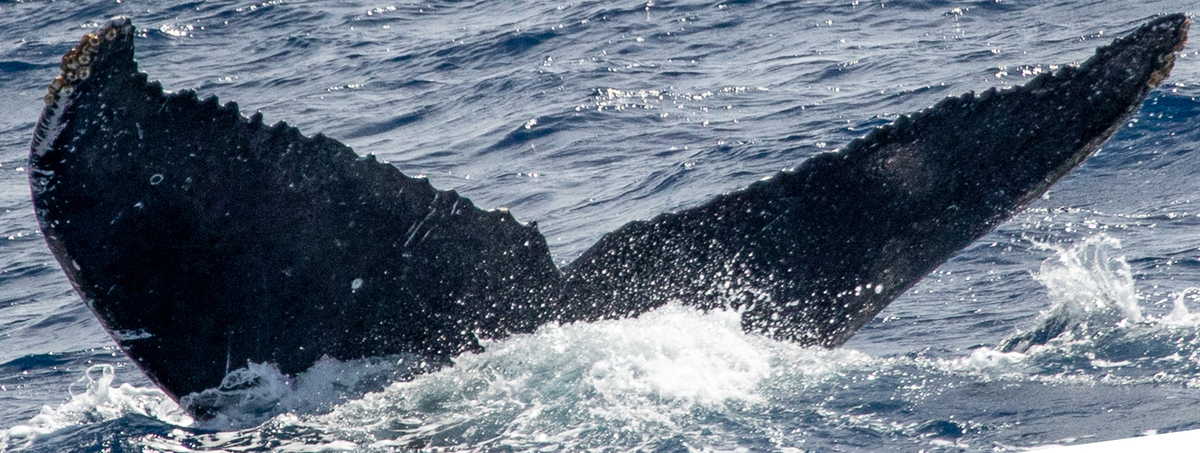 Fluke of HW-MN0444371