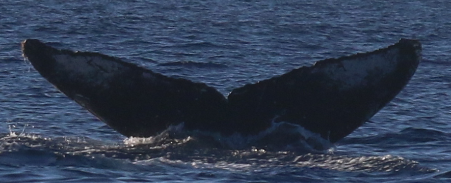 Fluke of HW-MN0444374