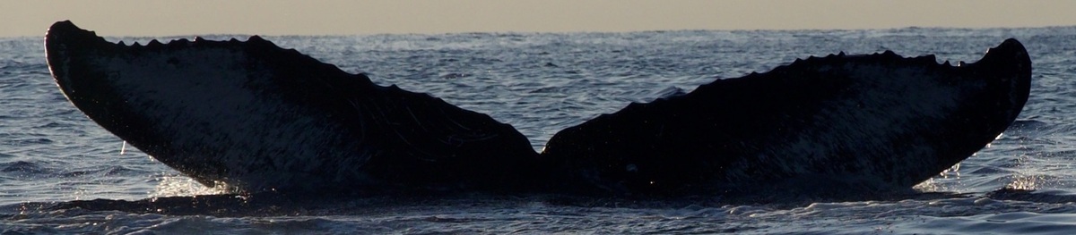 Fluke of Мазай  (RCHP)