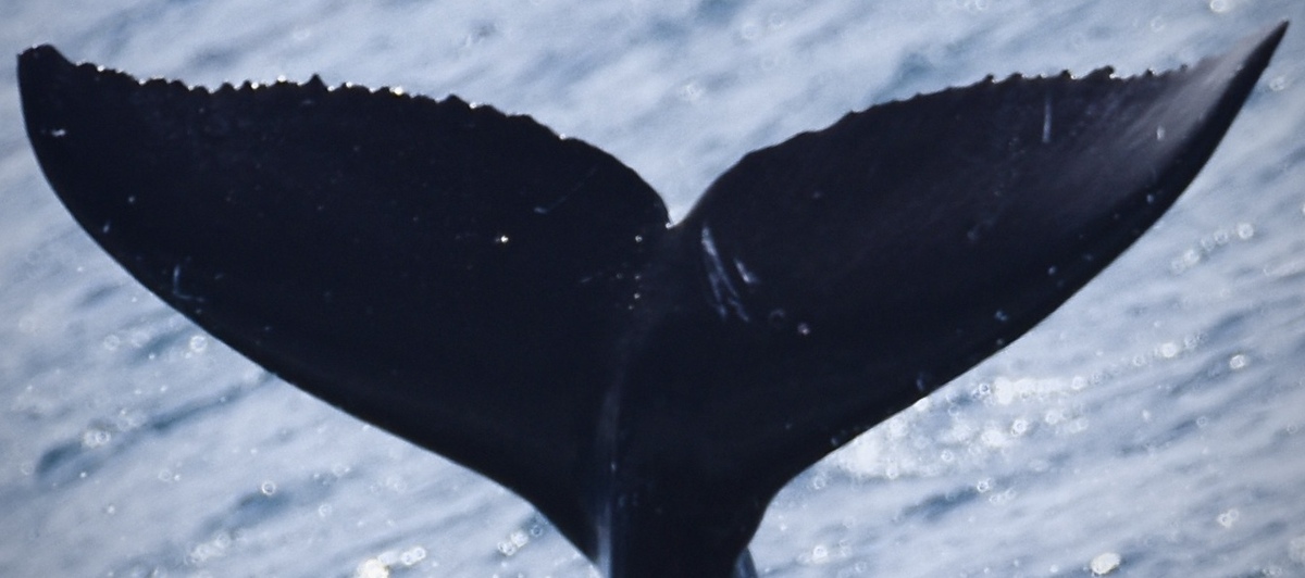 Fluke of HW-MN0444381