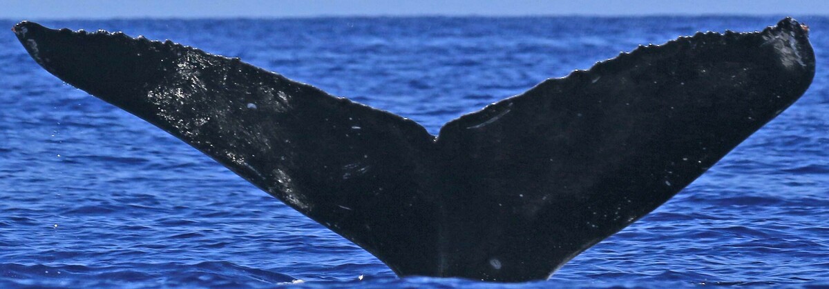 Fluke of HW-MN0444386