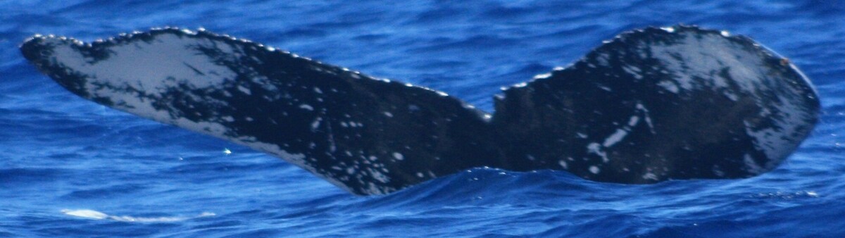 Fluke of HW-MN0444388