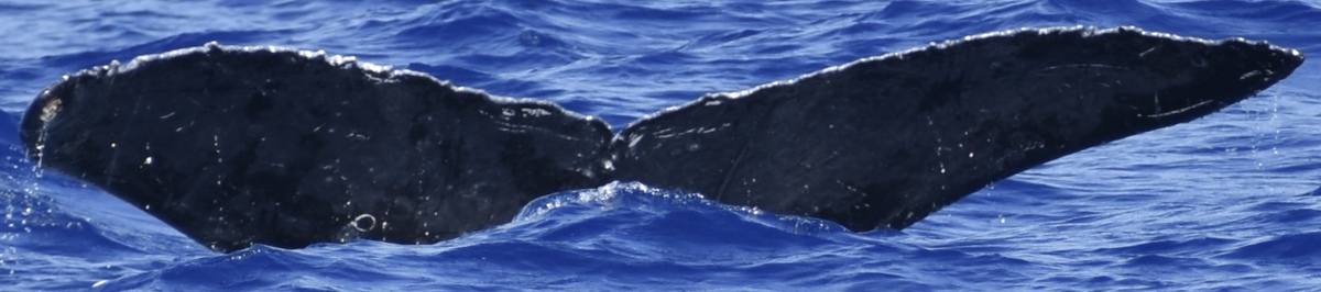 Fluke of HW-MN0444391