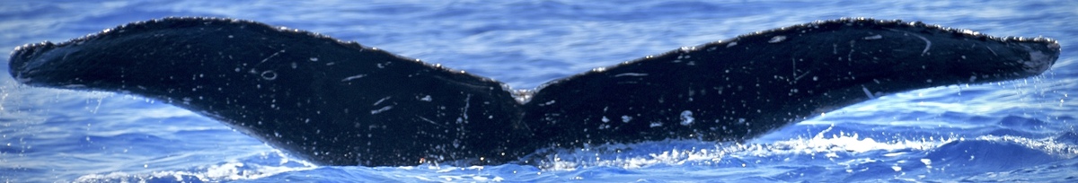Fluke of HW-MN0444395