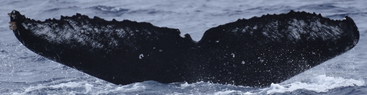 Fluke of HW-MN0444397