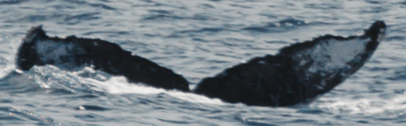 Fluke of HW-MN0444402