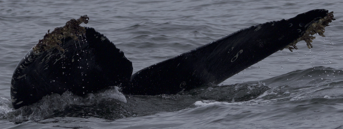 Fluke of CRC-21623