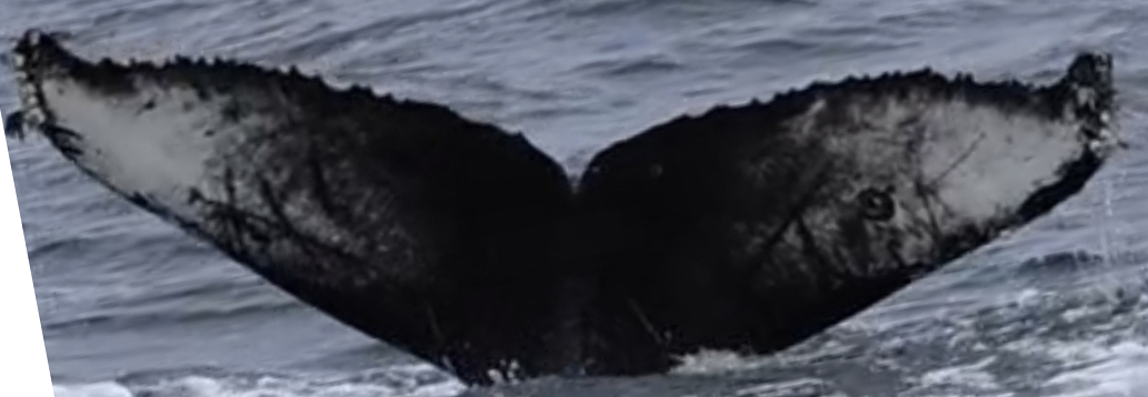 Fluke of CRC-21159