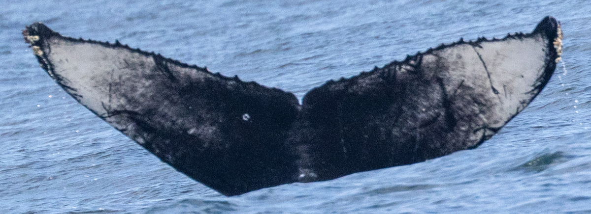 Fluke of Zephyr (California)