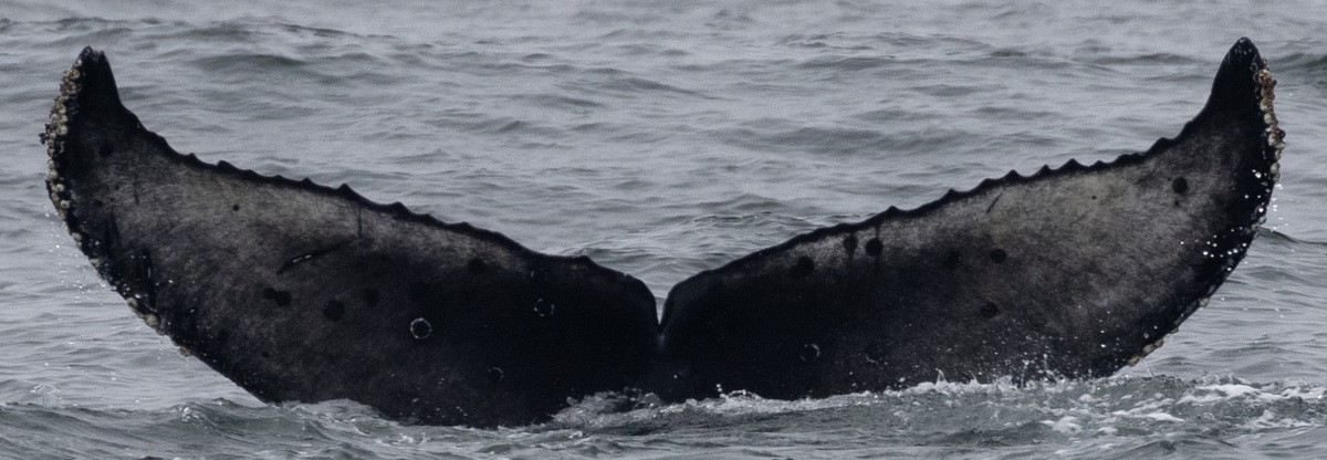 Fluke of CRC-21626