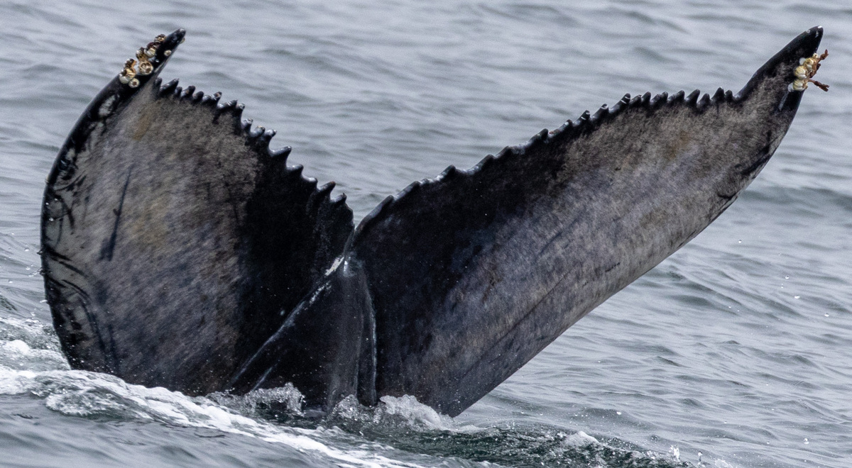 Fluke of CRC-21157