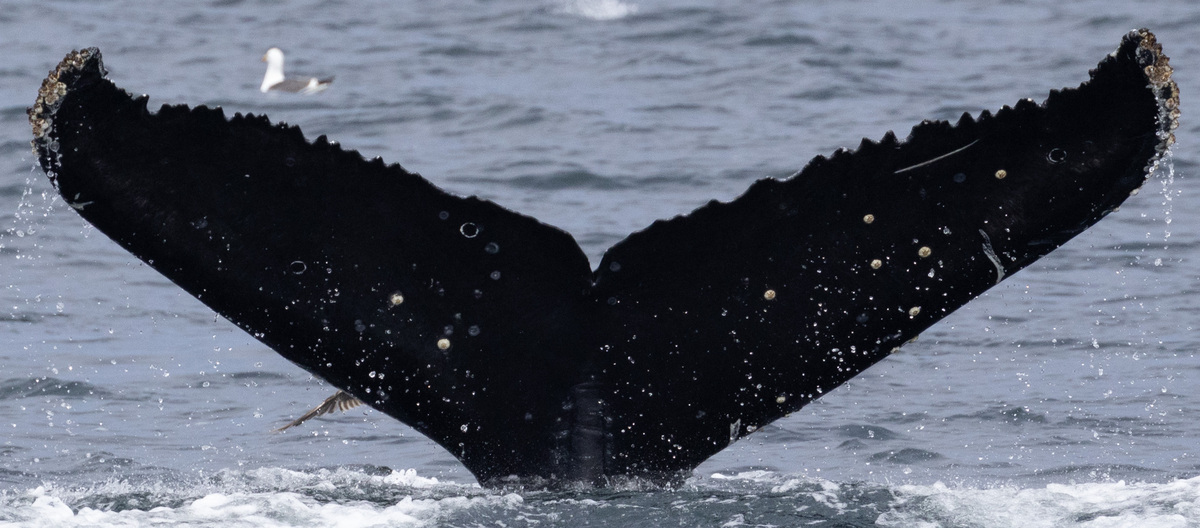 Fluke of CRC-21627