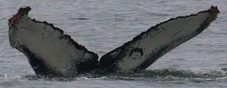 Fluke of CRC-21628