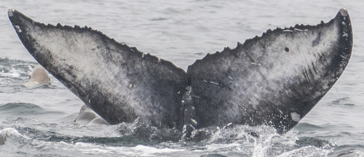 Fluke of 2022-2023 calf of Chin Up