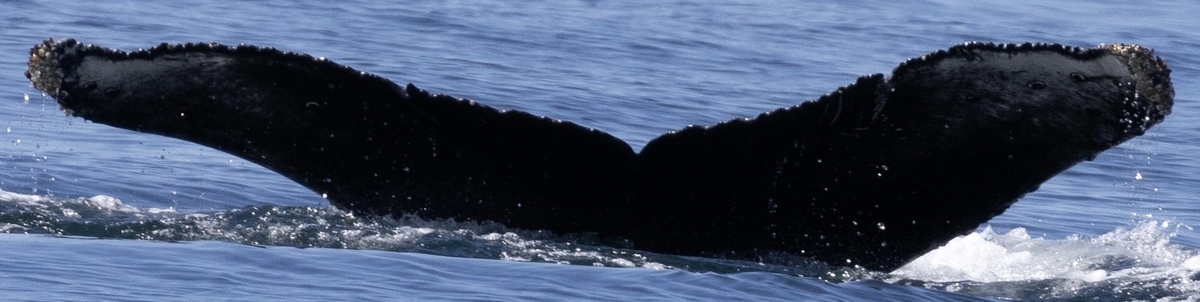 Fluke of CRC-21630