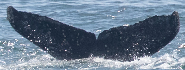 Fluke of CRC-21632