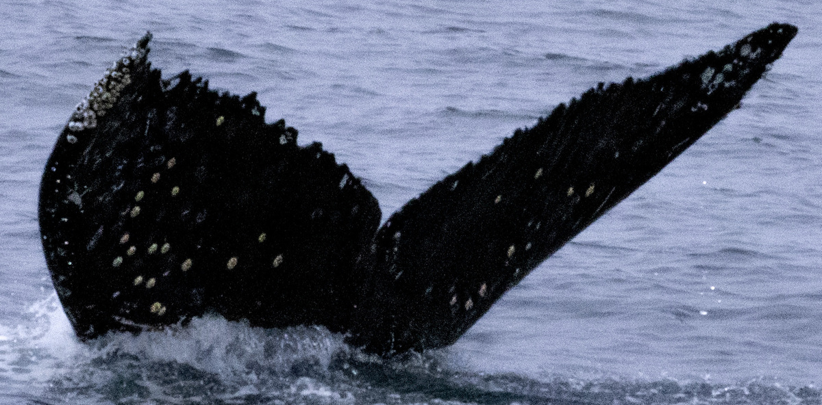 Fluke of CRC-21633