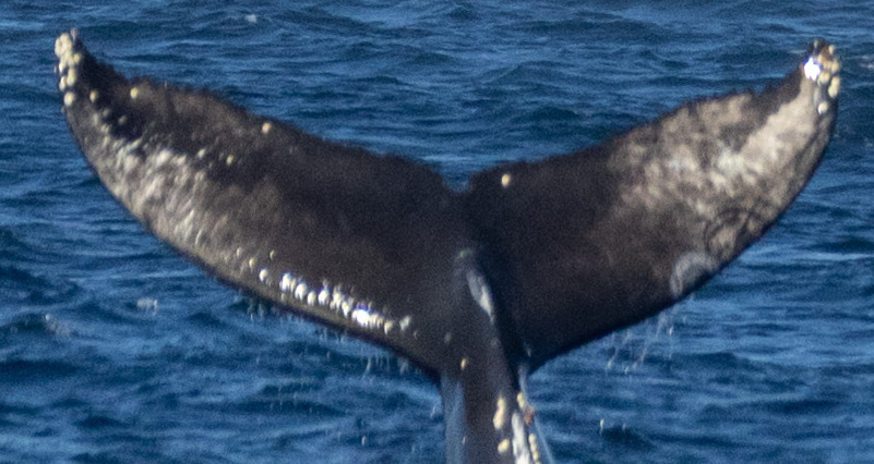 Fluke of Lin Manwhale (California)