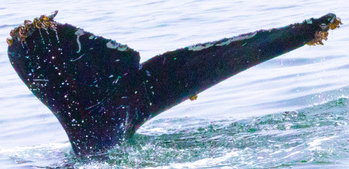 Fluke of CRC-21637