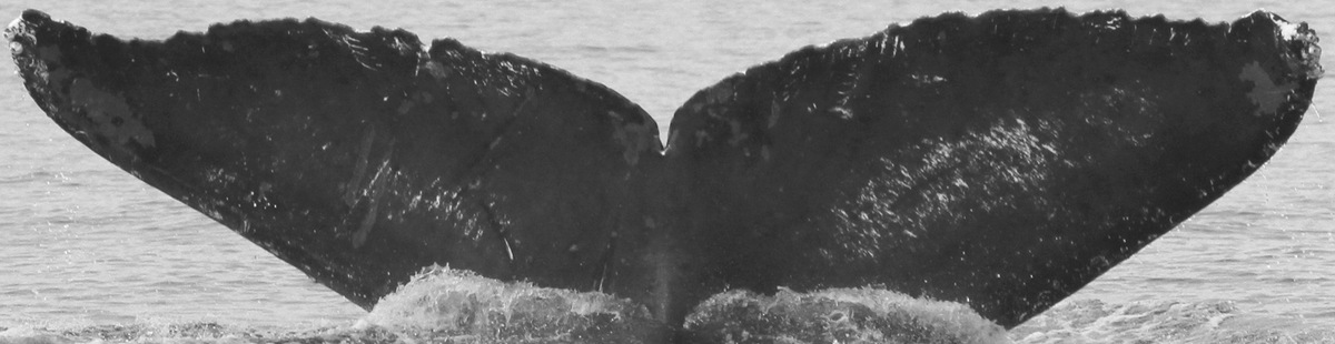 Fluke of CRC-10045