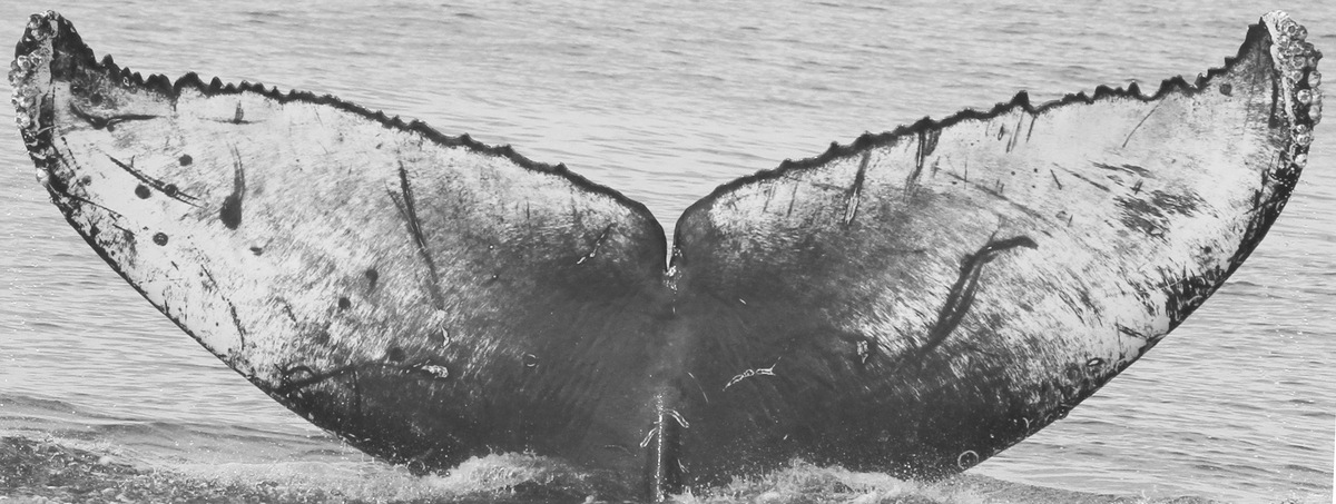 Fluke of CRC-15474
