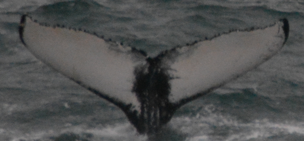 Fluke of Capri (Husavik)