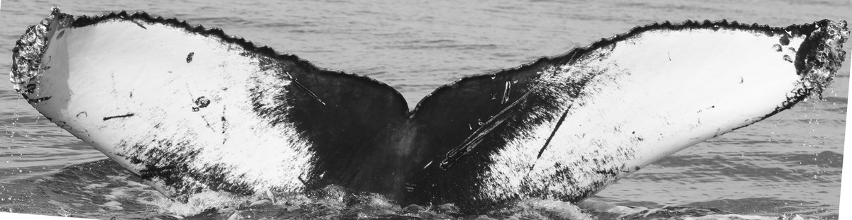 Fluke of CRC-15835