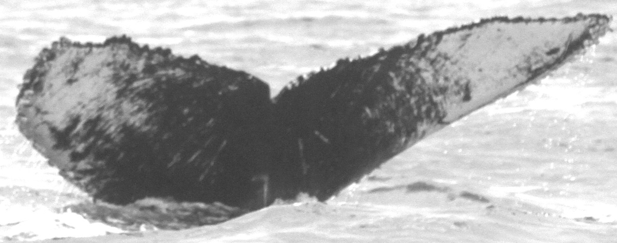 Fluke of CRC-11325