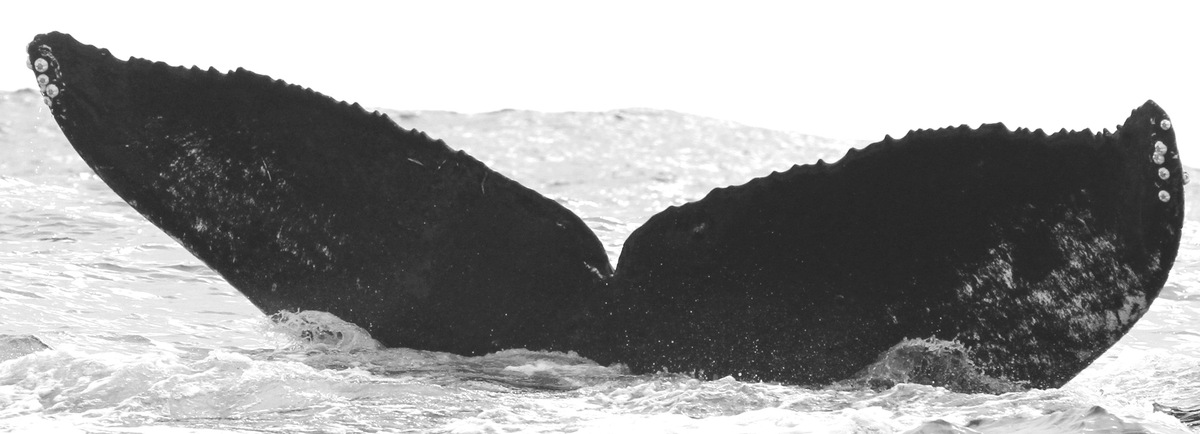 Fluke of CRC-15854