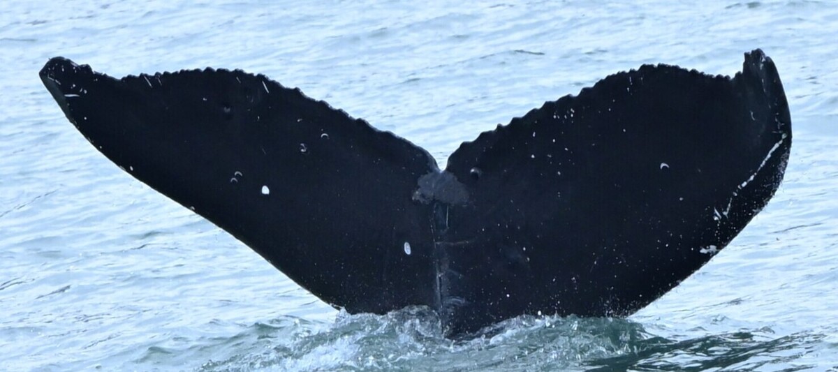 Fluke of Chompers (2023 calf of Nibblet)