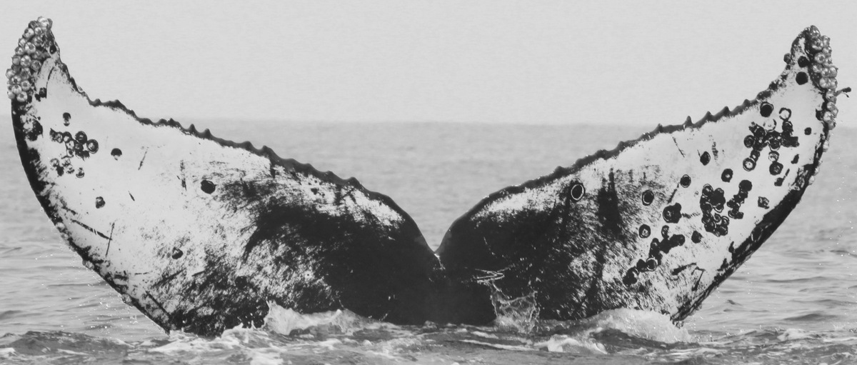 Fluke of Specks