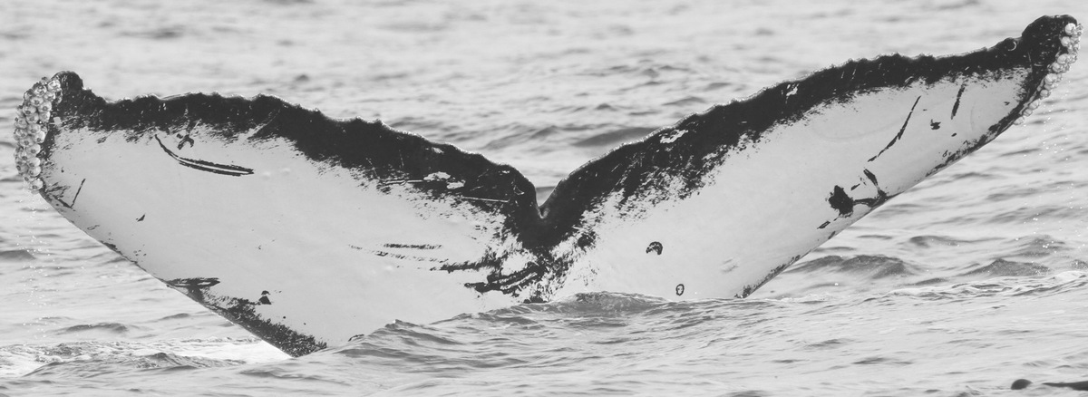 Fluke of Manta (Salish Sea)