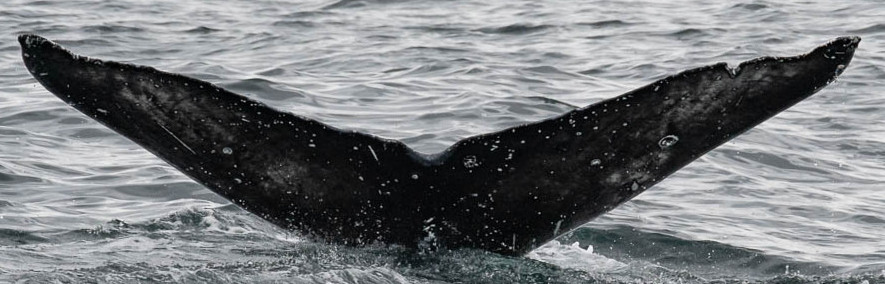 Fluke of 2022 calf BCZ0410