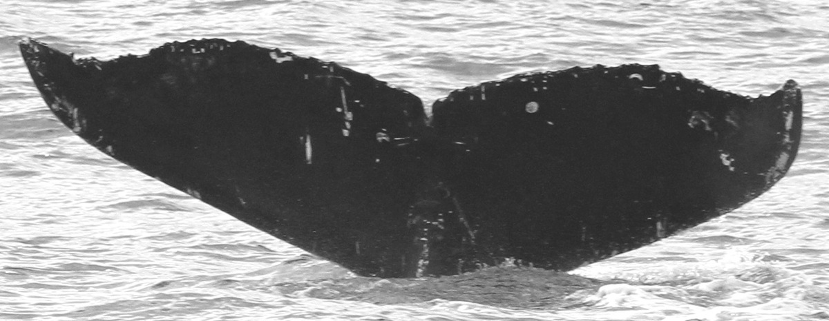 Fluke of CRC-15812