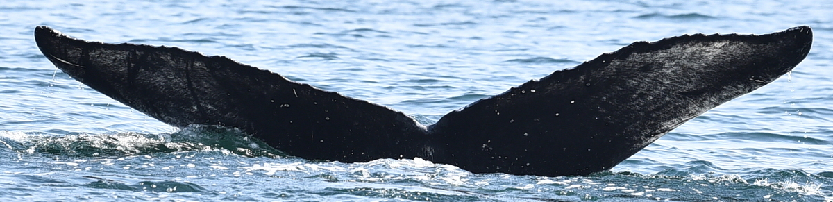 Fluke of Maite (MERS)