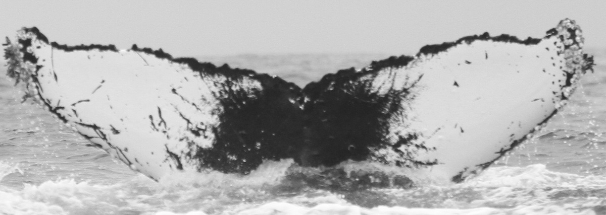 Fluke of CRC-15809