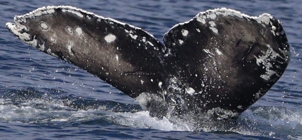 Fluke of 2022-2023 calf of CRC-10811